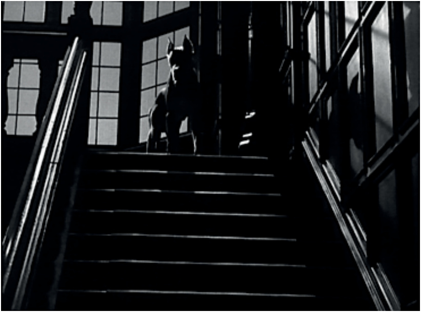 Photogramme en noir et blanc : un chien en haut d'un escalier sombre, vu en contre-plongée dans *Strangers on a Train*.